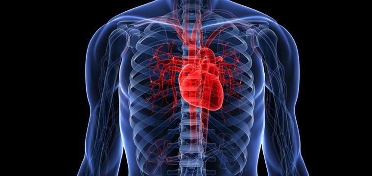 Сердечно-сосудистые заболевания: виды, факторы риска, лечение