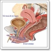 передняя стенка влагалища