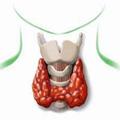Заболевания щитовидной железы: особенности эндокринных патологий