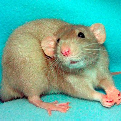 Крысы помогут в борьбе с артритом