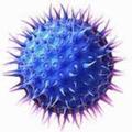 Цитомегаловирус: особенности цитомегаловирусной инфекции