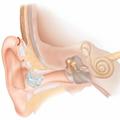 Как работает орган слуха