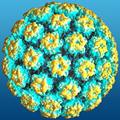 вирус папилломы человека вирус папилломы человека